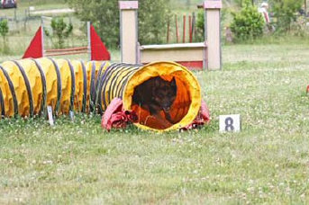 Chien en entraînement Agility