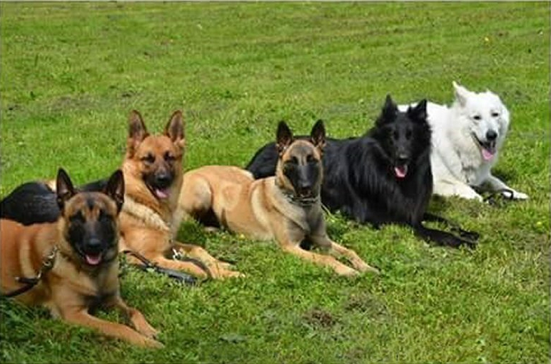 Chiens à l'éducation