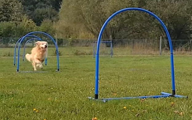 Chien en entraînement Hoopers